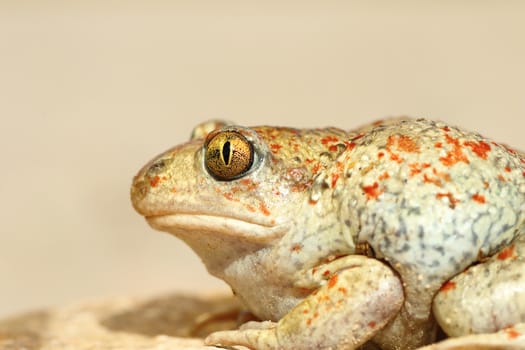 colorful garlic toad close up, detailed macro image ( Pelobates fuscus ) 
