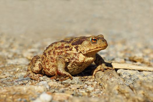 common european brown toad on gravel, passing a rural road ( Bufo, female )