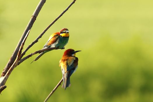 couple of european bee eaters standing on twigs near the colony ( Merops apiaster )