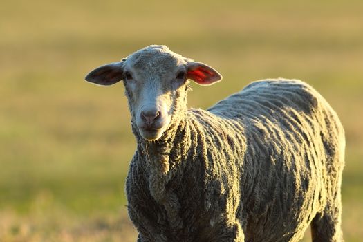 curious white sheep looking at the camera