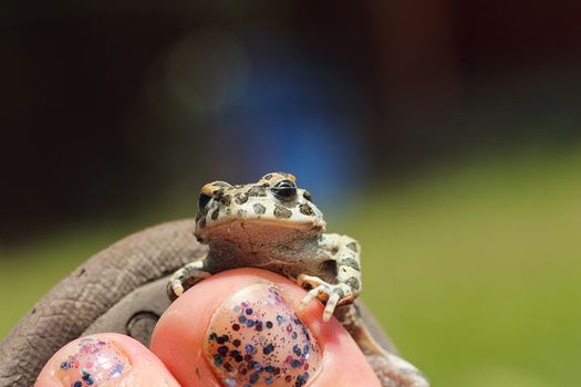 cute european green toad standing on woman foot ( Bufotes viridis )