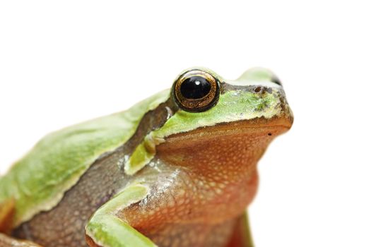 cute isolated portrait of green tree frog ( Hyla arborea )