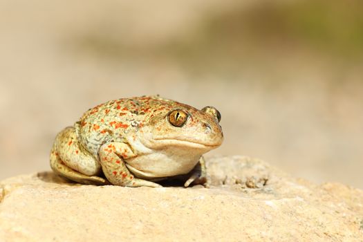 cute garlic toad standing on the ground ( Pelobates fuscus )