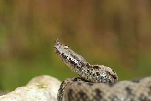 dangerous european snake ready to attack while standing on a rock ( nose horned viper, Vipera ammodytes )