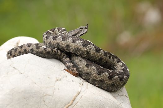 dangerous european viper standing on a stone ( Vipera ammodytes ot the european nose horned adder )