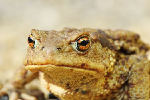 european common brown toad portrait ( Bufo, macro image )