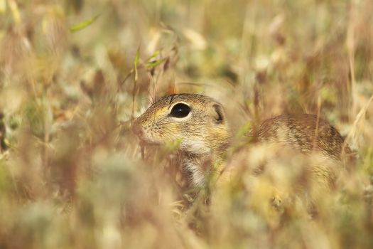 european ground squirrel hiding in the grass ( Spermophilus citellus )
