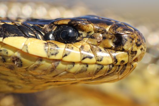 extreme macro portrait of blotched snake ( Elaphe sauromates )