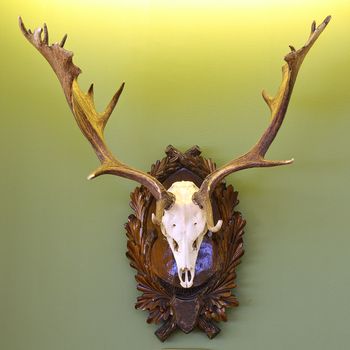 fallow deer hunting trophy on green wall ( Dama )