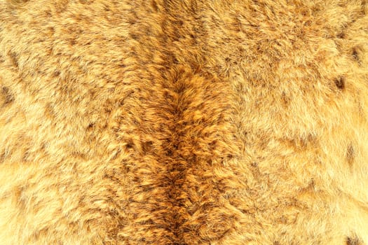 eurasian lynx real hair, natural texture ready for your design