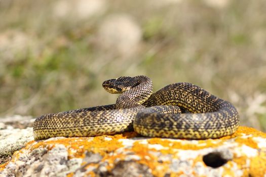 full length blotched snake in natural habitat ( Elaphe sauromates )
