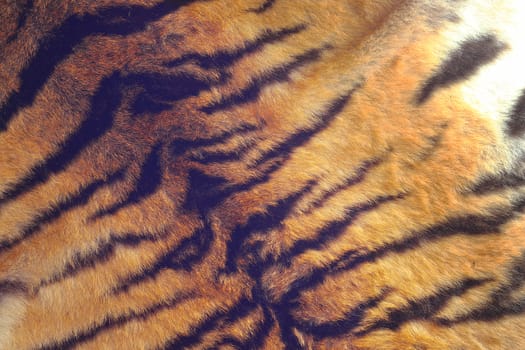 fur of a tiger with detail on black stripes, vintage look