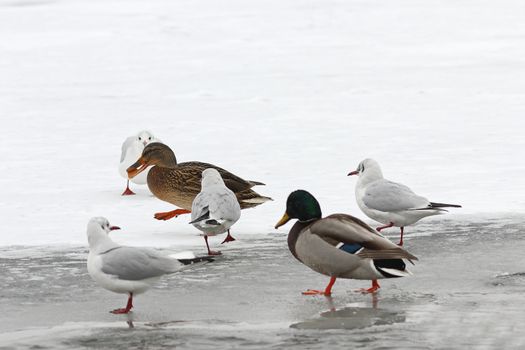 hungry wild birds foraging for food in winter, walking on frozen river ( Anas platyrhynchos, mallard duck and different gulls )