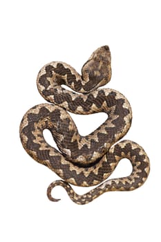 isolated nosed viper, Vipera ammodytes or the long horn adder, one of the most dangerous european snakes; isolation over white background for your design