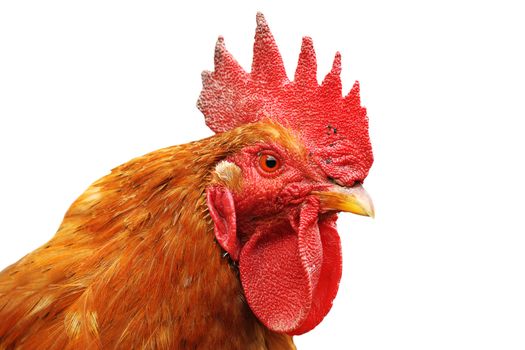 portrait of colorful rooster isolated over white background