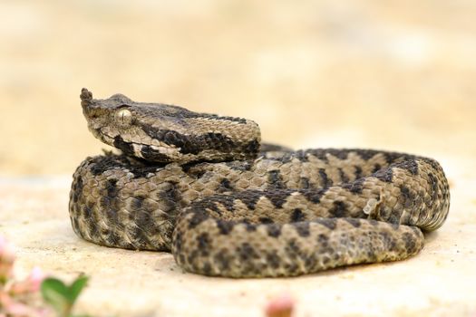 juvenile sand viper resting on a rock; these dangerous european  snakes are basking on sunny spots in rocky areas ( Vipera ammodytes )