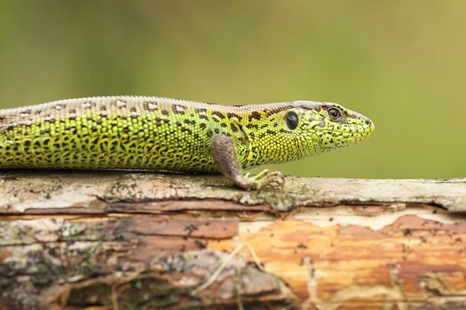 Lacerta agilis basking on wood stump ( common european sand lizard )