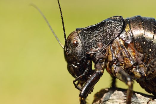 macro image of big bellied cricket ( Bradiphorus dasiphus  )