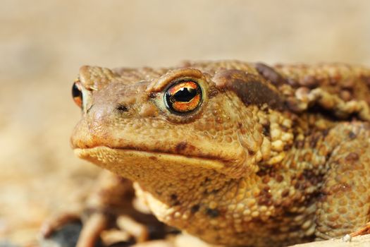 macro portrait of ugly brown european toad ( Bufo, female )