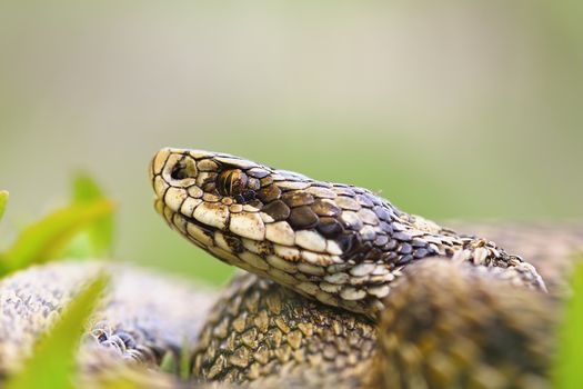 macro portrait of venomous viper, the hungarian meadow adder, one of the rarest european snakes ( Vipera ursinii rakosiensis )