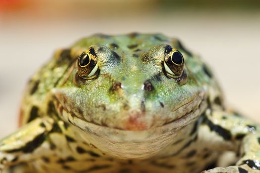 marsh frog portrait looking at the camera ( Pelophylax ridibundus )