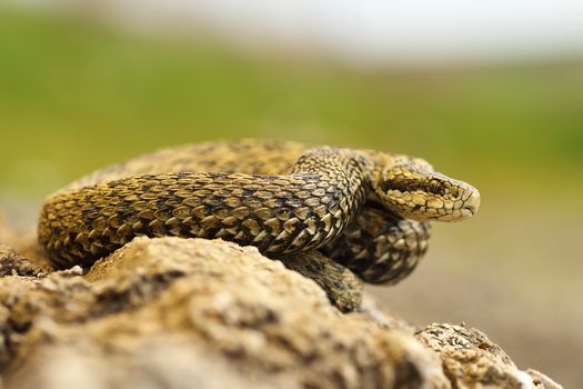 meadow viper basking in sittu, natural habitat in Transylvania ( Vipera ursinii rakosiensis )