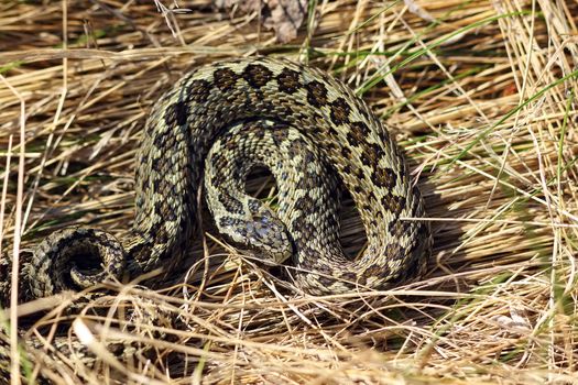 meadow viper hiding in natural habitat  ( Vipera ursinii rakosiensis )