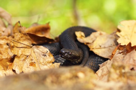 nikolsky black viper hiding amongst faded leaves, natural habitat ( Vipera berus nikolskii )
