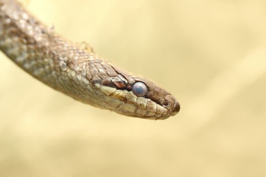 portrait of a smooth snake  ( Coronella austriaca )