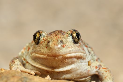 portrait of cute spadefoot toad looking at the camera ( Pelobates fuscus )
