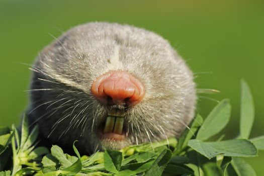 portrait of lesser mole rat ( Spalax leucodon )