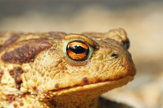portrait of ugly common brown toad ( Bufo )