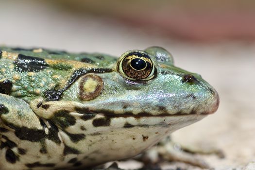 profile view of marsh frog head ( Pelophylax ridibundus, macro image )
