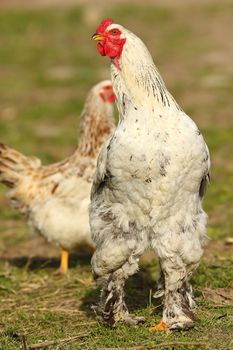 proud white rooster walking in the farm yard