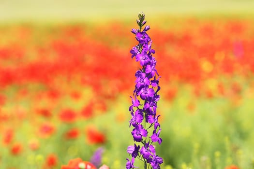 purple wild flower growing in red poppy field