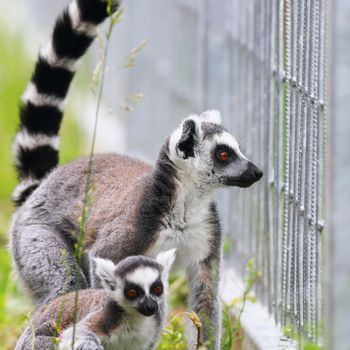 ring tailed lemur family, mother and youngster ( Lemur catta )