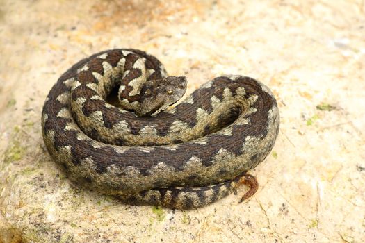sand viper basking on a rock ( Vipera ammodytes, the most poisonous european snake )
