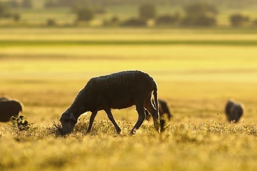 sheep grazing in morning light, orange sunrise on natural meadow