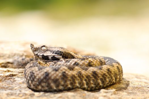 small Vipera ammodytes basking on a stone ( juvenile venomous nose horned viper )