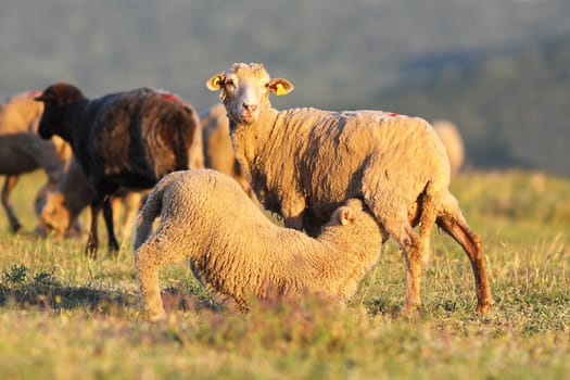 sheep feeding her youngster on meadow near the farm