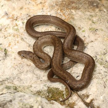 smooth snake basking on a stone ( Coronella austriaca )