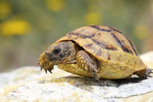 Testudo graeca walking on a rock in natural habitat, adult animal ( spur-thighed or greek tortoise )