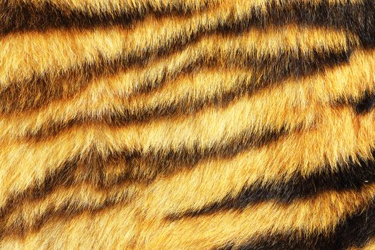 tiger stripes on real animal leather ready for your design