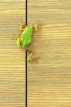 european green tree frog climbing on furniture ( Hyla arborea ); this cute frogs are common in the gardens so they enter the houses sometimes