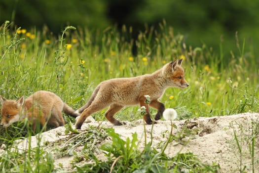 wild red fox puppy playing near the den ( Vulpes )