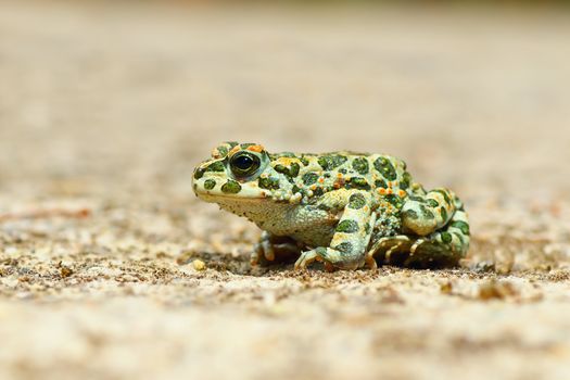 young european common green toad ( Bufotes viridis )