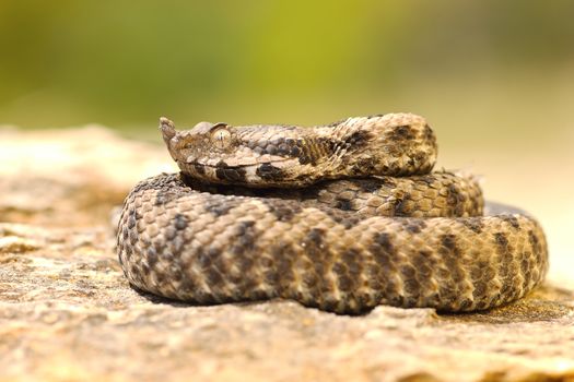 young viper basking on stone, juvenile beautiful nose horned adder ( Vipera ammodytes )