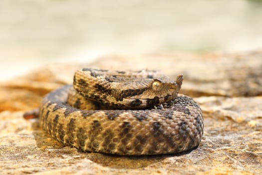 young venomous snake standing on stone, the dangerous european nose horned viper ( Vipera ammodytes ) basking in the sun