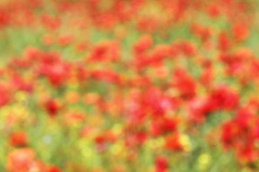 abstract out of focus view of red poppies field, colorful beautiful background for your design ( Papaver rhoeas )
