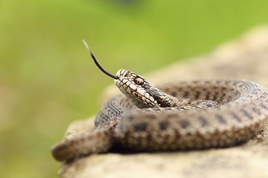 aggressive hungarian meadow viper tasting the air with its tongue ( Vipera ursinii rakosiensis from Transylvania, listed as endangered by IUCN )
